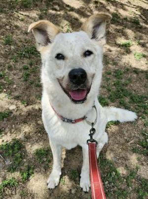 Levi Ahoy, Cattle Dog / Great Pyrenees, adult, available for adoption