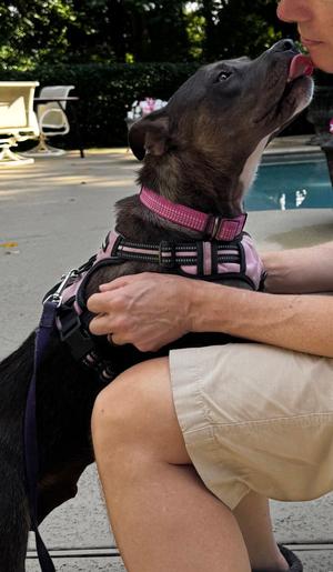 Mama, Labrador Retriever / Terrier, young, available for adoption
