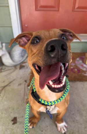 Jackson Brown, Terrier / Corgi, young, available for adoption