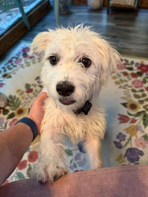 Dot Marie, Terrier, puppy, available for adoption
