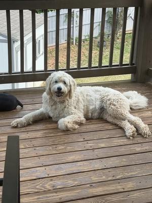 A fluffy white dog lying on a wooden deck.