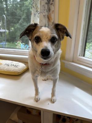 Linky West, Rat Terrier, senior, available for adoption