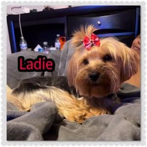 Ladie, Yorkshire Terrier Yorkie, adult, available for adoption