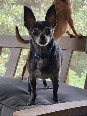 Bullet, Chihuahua, senior, available for adoption