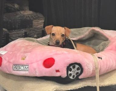 Louise Merlyn, Chihuahua, young, available for adoption