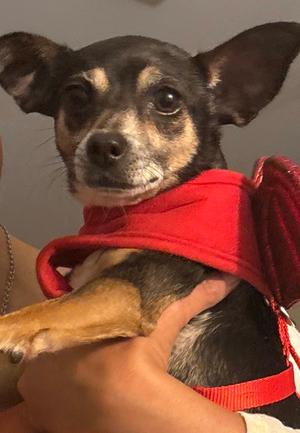 Lena Lou, Terrier, adult, available for adoption