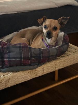 Georgia Belle, Chihuahua, adult, available for adoption