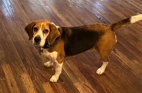 Fletcher Hayes, Beagle, senior, available for adoption