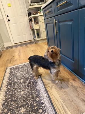 Crispin York, Yorkshire Terrier Yorkie, adult, available for adoption