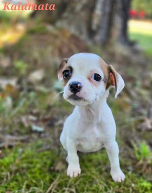 A small white and brown puppy standing on grass with a blurred background.