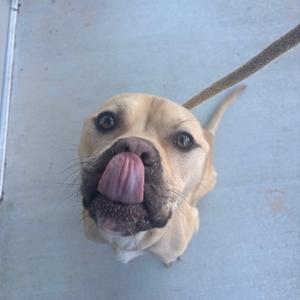 a dog licking its nose