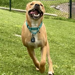 A happy dog running on a grassy field with a green collar and a tag.