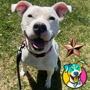 Lizzy, Terrier, adult, available for adoption
