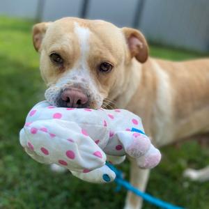 Creamsicle, Terrier, adult, available for adoption