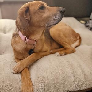 A brown dog with a pink collar lying on a fluffy dog bed.