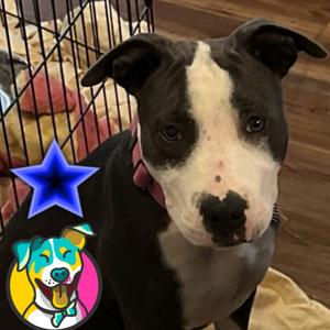 Rosie, Terrier, young, available for adoption