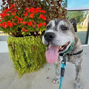 Duncan, Terrier, senior, available for adoption