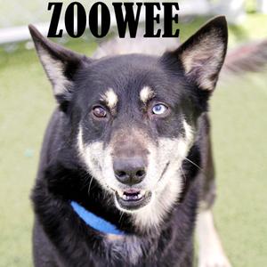 Zoowee, Husky, adult, available for adoption