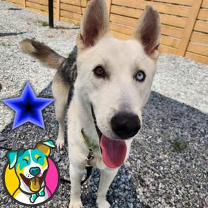 Hershel, Husky, young, available for adoption