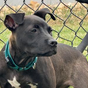 Krispy, Retriever, Labrador, puppy, available for adoption