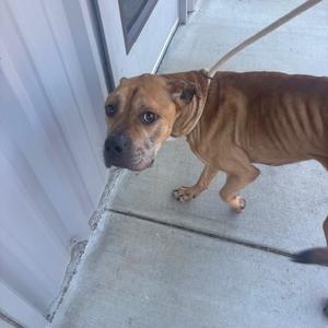 A thin brown dog on a leash standing on a concrete surface near a white wall.