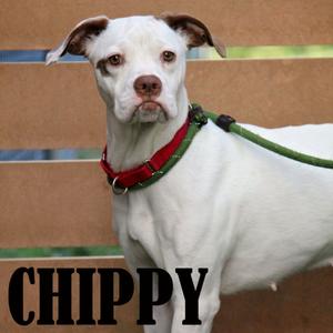 Chippy, Boxer, adult, available for adoption