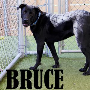 Bruce, Retriever, Black Labrador, adult, available for adoption