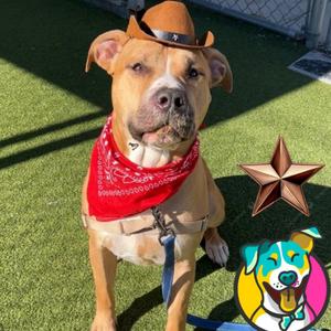 Milk Dud, Terrier, adult, available for adoption