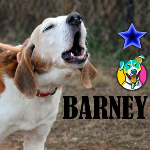 Barney, Foxhound, American, senior, available for adoption