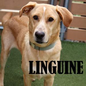 Linguine, Retriever, Labrador, adult, available for adoption