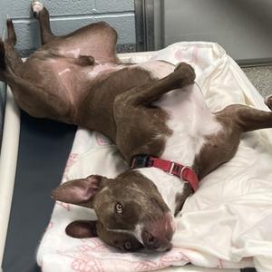 Streusel, Terrier, young, available for adoption