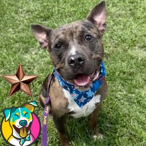 Dylan, Terrier, adult, available for adoption