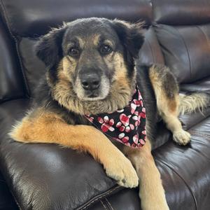Bailey, Shepherd, Australian, senior, available for adoption