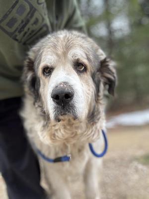 Anna, Great Pyrenees, senior, available for adoption