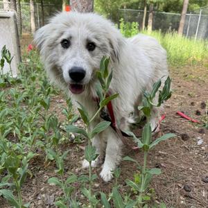 Lil B, Great Pyrenees, young, available for adoption