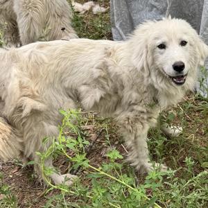 Louise, Great Pyrenees, young, available for adoption
