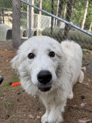 Thelma, Great Pyrenees, young, available for adoption