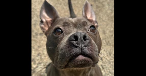 Celeste (CeCe), Terriers (Medium), adult, available for adoption