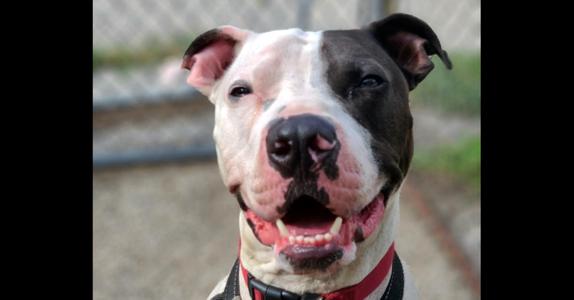 Cole, American Pit Bull Terrier, adult, available for adoption