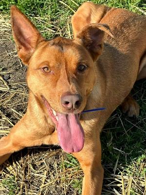 Chance, Shepherd (Unknown Type), adult, available for adoption