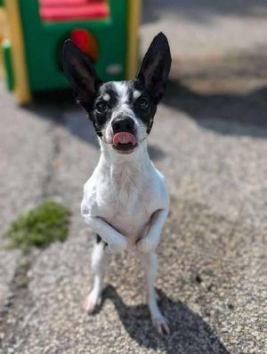 Dante, Jack Russell Terrier, adult, available for adoption