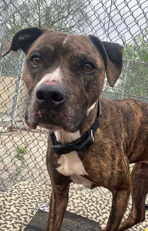 JUDE (FKA Taliah), Boxer, senior, available for adoption
