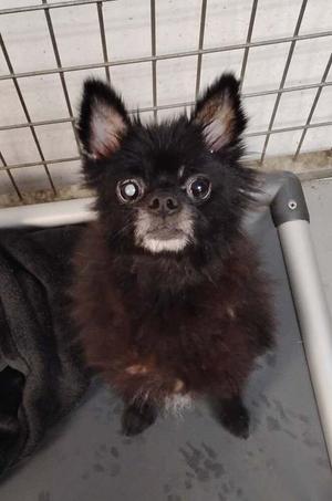 Count Dracula, Chihuahua, available for adoption