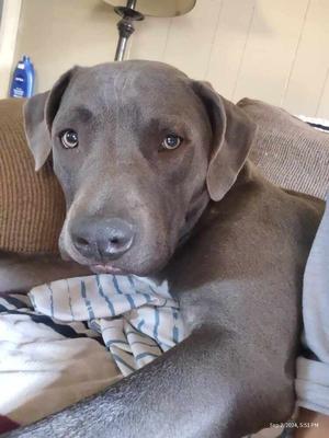 Louie (aka Nipsey), Mixed Breed, adult, available for adoption