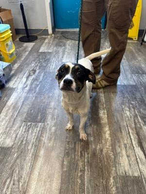 Ryder, Jack Russell Terrier, puppy, available for adoption