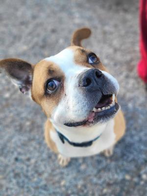 A tan and white dog with its mouth slightly open and ears perked, looking up at the camera.