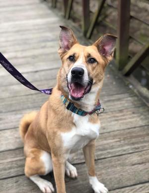 Strawberry, Shepherds (All Types), adult, available for adoption