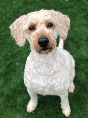 Indy, Poodle (Miniature) / Goldendoodle, adult, available for adoption