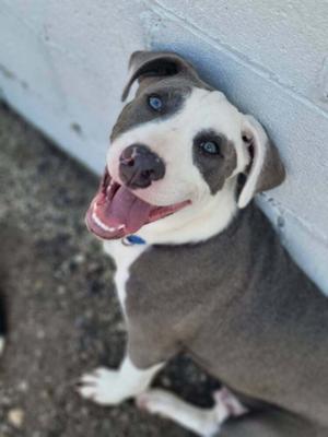 A happy dog with blue eyes and a white face, sitting against a wall.