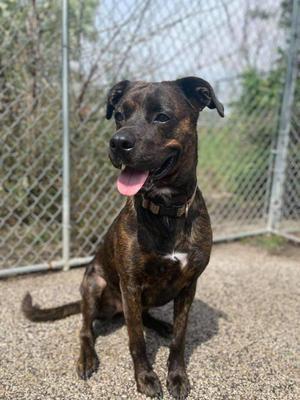 Lola, Boxer, adult, available for adoption